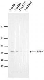EAPP Antibody (clone 1E4)