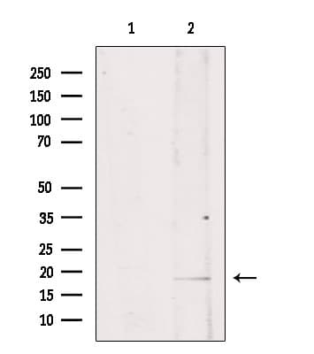 ISG15 Antibody