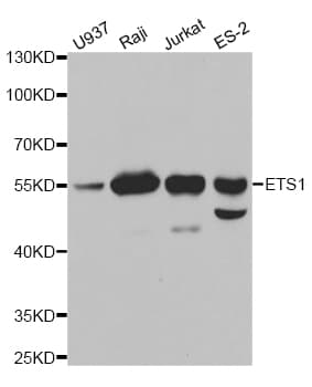 IHC-plus™ ETS1 / ETS-1 Antibody