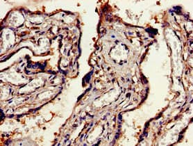 Polyclonal Rabbit anti-Human EEA1 Antibody (IHC, IF, WB)