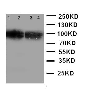 SIDT1 Antibody (aa36-52)