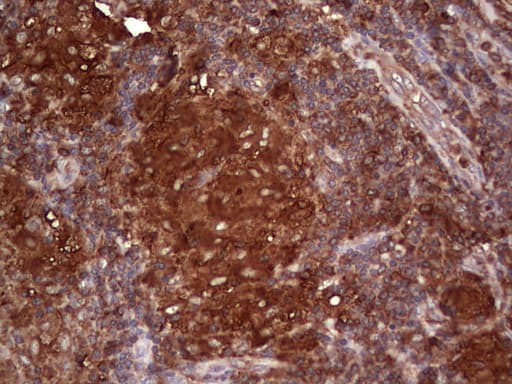 PKM2 Antibody (clone 12B9)