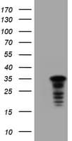 JUN / c-Jun Antibody (clone OTI9H10)
