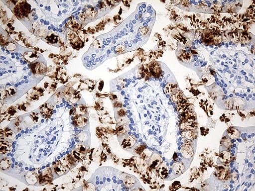 TFF1 / pS2 Antibody (aa25-84, clone OTI7B12)