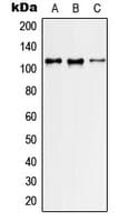 Polyclonal Rabbit anti-Human ARHGEF2 / GEF-H1 Antibody (Internal, WB)