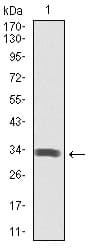 SPIB Antibody (clone 4G5)