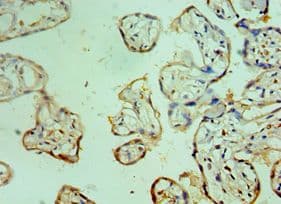 CEBPG / CEBP Gamma Antibody (aa1-150)