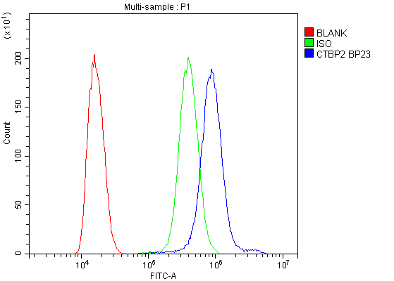 CTBP2 Antibody (aa321-445)