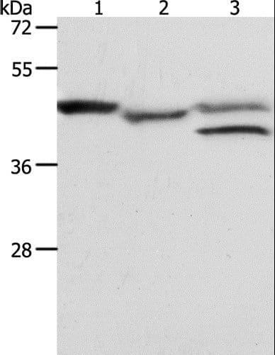 PSMD6 Antibody