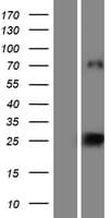 VCY Protein (Over-Expression Lysate Myc-DDK (Flag))