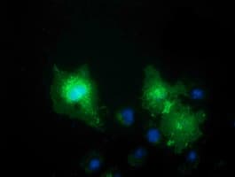 VSIG2 Antibody (clone OTI1F8, Carrier-free)