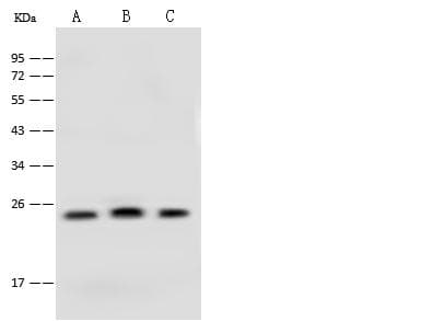 CINP Antibody