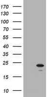 NKIRAS1 Antibody (clone OTI8A3)
