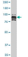 IFI16 Antibody (clone 5C10)