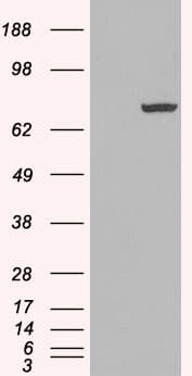 IHC-plus™ PADI4 / PAD4 Antibody (aa2-14)