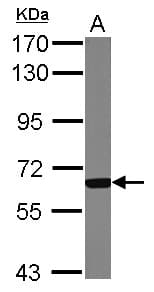 GCKR Antibody