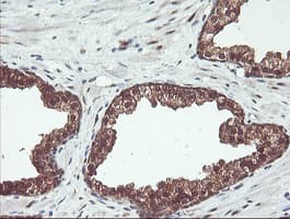 PSMB7 Antibody (aa58-277, clone OTI1D1, Carrier-free)