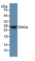 BAX Antibody