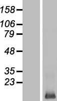 LCE3E Protein (Over-Expression Lysate Myc-DDK (Flag))