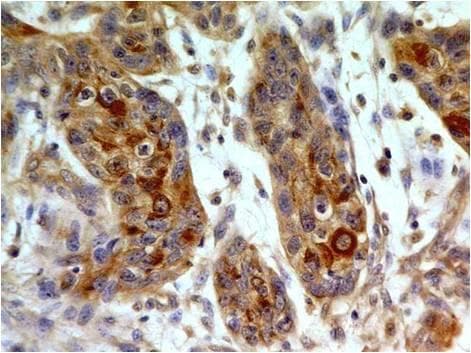 TLR8 Antibody (Azide-free)