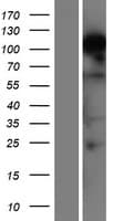 RBM12B Protein (Over-Expression Lysate Myc-DDK (Flag))