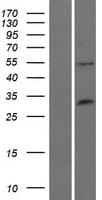 TRIM34 / RNF21 Protein (Over-Expression Lysate Myc-DDK (Flag))