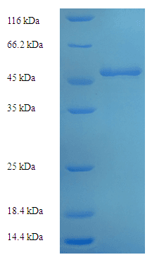 Arabidopsis thaliana LCY1 Protein (Recombinant His)