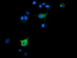 SLA2 / SLAP2 Antibody (clone OTI3H9)
