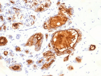 EMA / MUC1 Antibody (clone 115D8, Azide-free, BSA-free)
