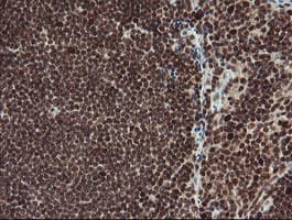 RFC2 / RFC40 Antibody (clone OTI2B2)