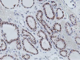 NMT2 Antibody (clone OTI1G3)