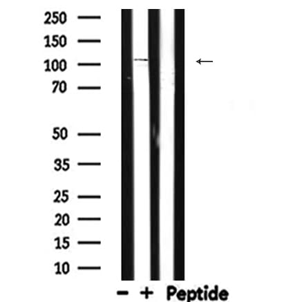 NOD1 Antibody