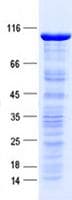 Human ZNF8 Protein (Recombinant GST, N-terminus + His, C-terminus)
