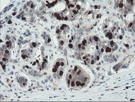 XTP4 / C17orf37 Antibody (clone OTI2D5)