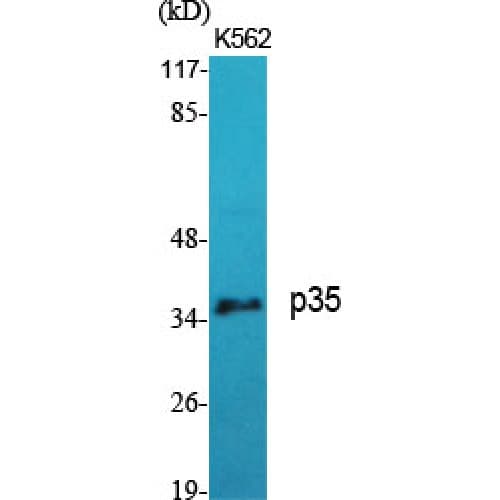 p35 Antibody (30-110 aa, N-terminal)