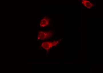 SLC39A9 Antibody