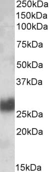 IHC-plus™ THY1 / CD90 Antibody (aa70-84)