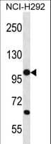 PCDHB12 Antibody (aa766-795)