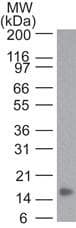 Monoclonal Mouse anti-Human TNF Alpha Antibody (clone 6N2E12, WB)