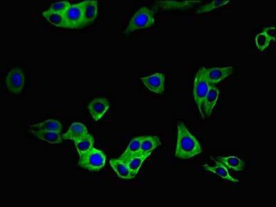 C20orf54 Antibody