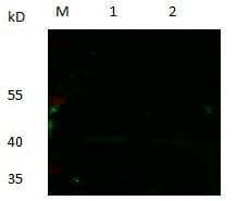 PGC / Pepsin C Antibody (clone 4A3-G4-G6, Preservative Free)
