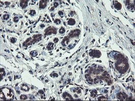 TSC22D1 / TSC22 Antibody (clone OTI4H8)