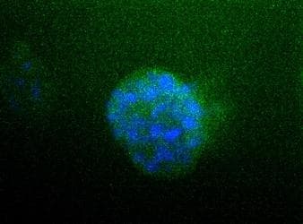 ATP1A1 Antibody (clone 464.6 (6H))