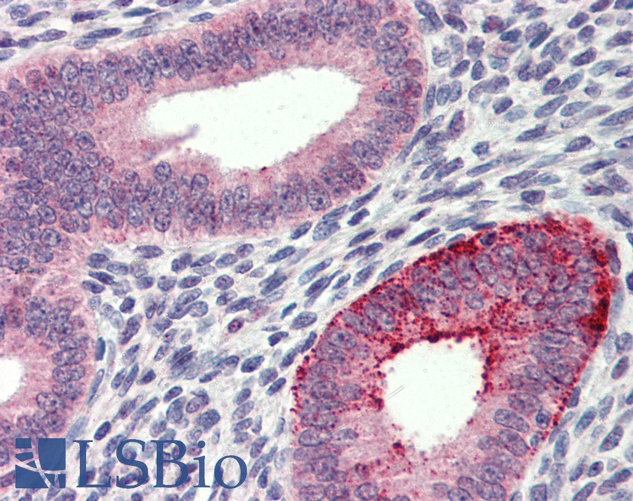 FCHO1 Antibody (aa468-517)