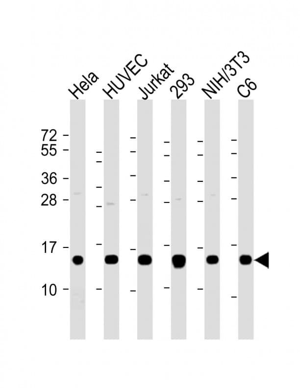 PFN1 / Profilin 1 Antibody