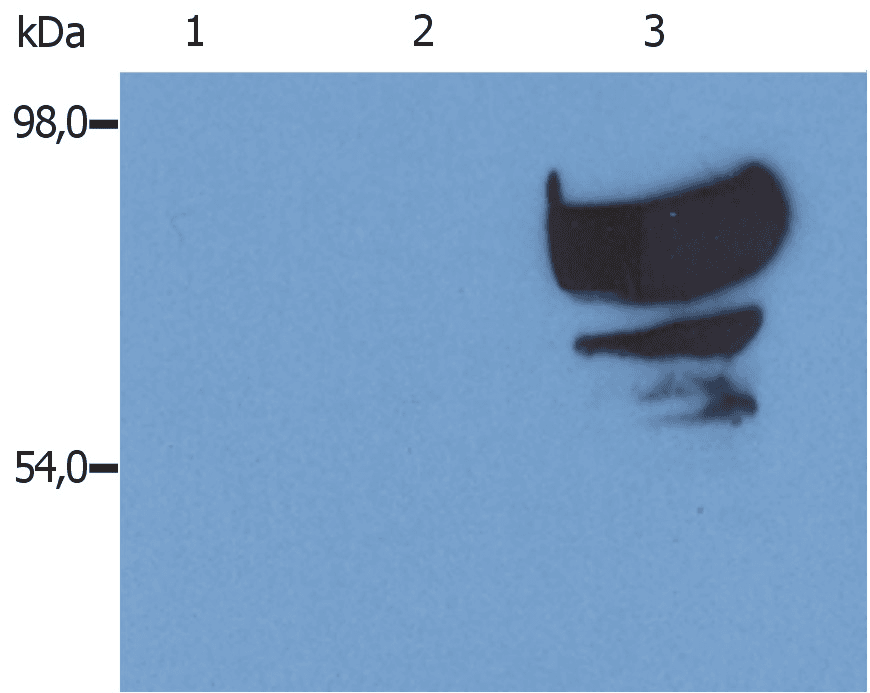 TF / Transferrin Antibody (clone PTF-02)