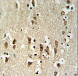 KCTD1 Antibody (aa216-244)