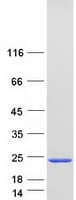 Human SNCA / Alpha-Synuclein Protein (Recombinant Myc-DDK (Flag))
