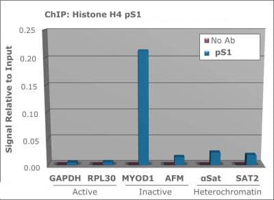 HIST4H4 Antibody (phospho-Ser1)