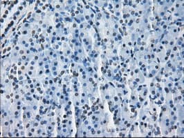 HSD17B10 / HADH2 Antibody (clone OTI11A2, Carrier-free)